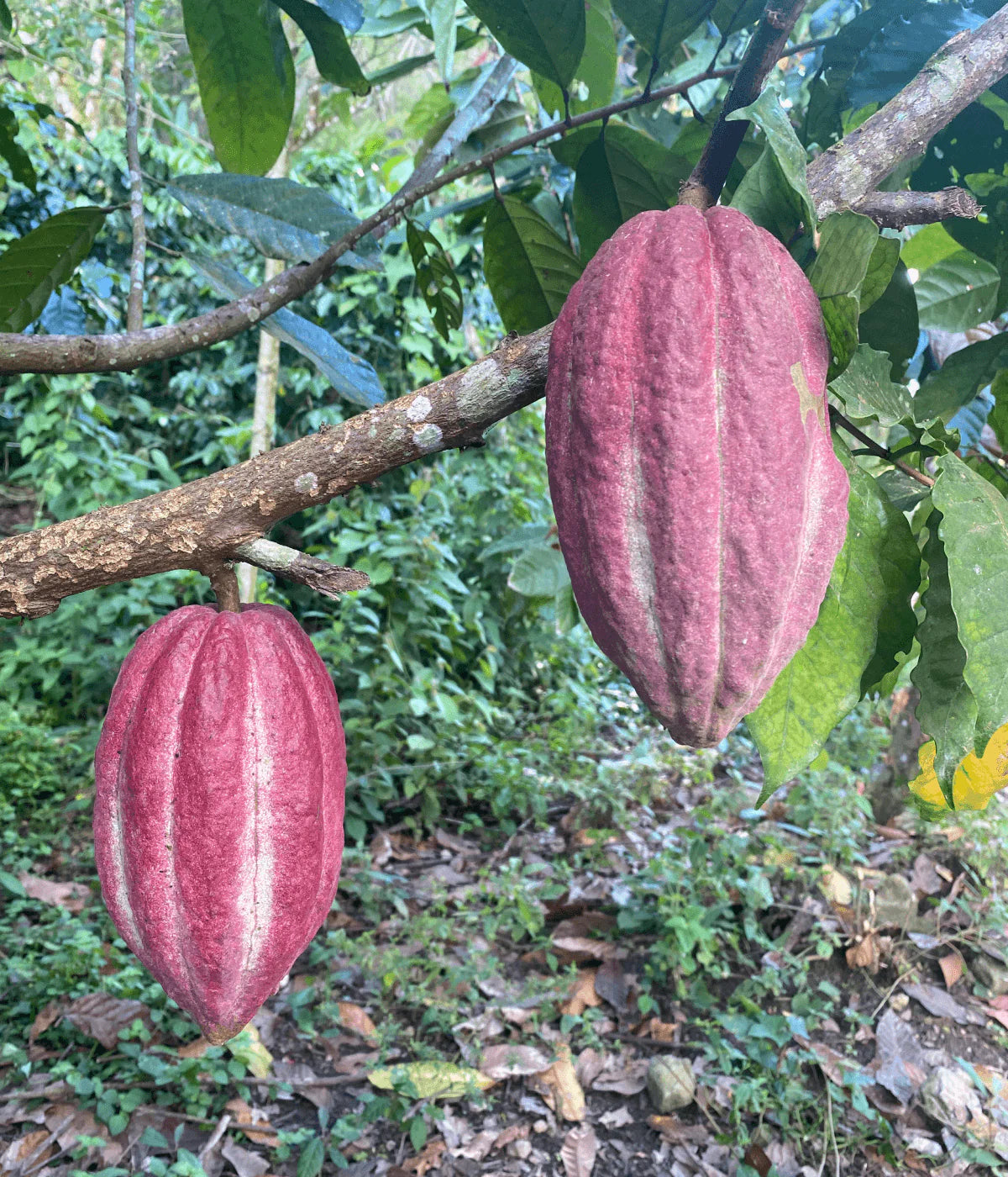 Cacao- Uncommon Cacao